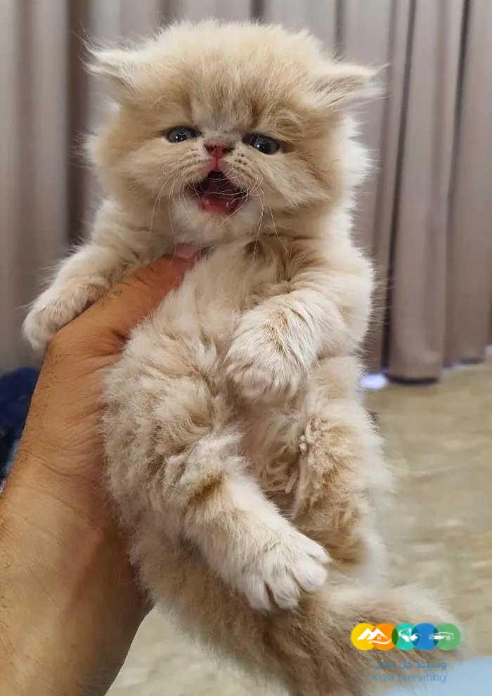 للبيع قطط بيرشن بيكي فيس بيوور بسعر مغري