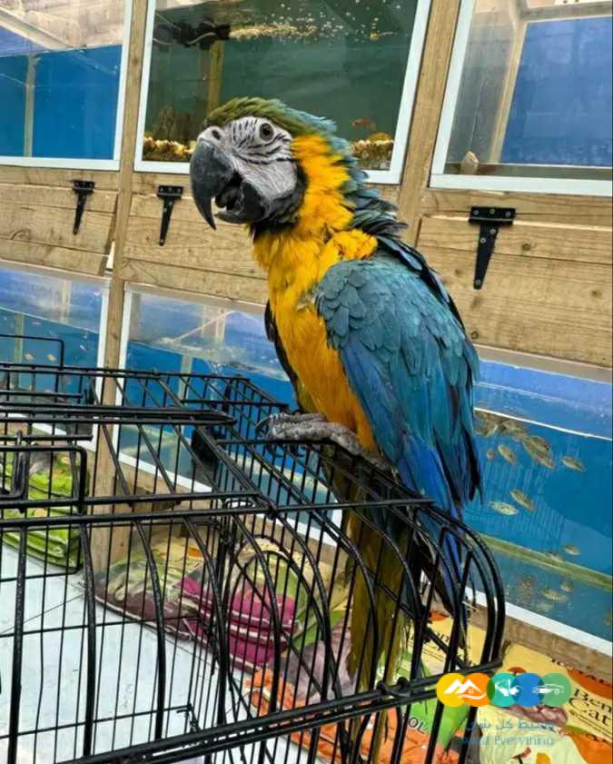 مكاو بلو اند قولد / تم البيع