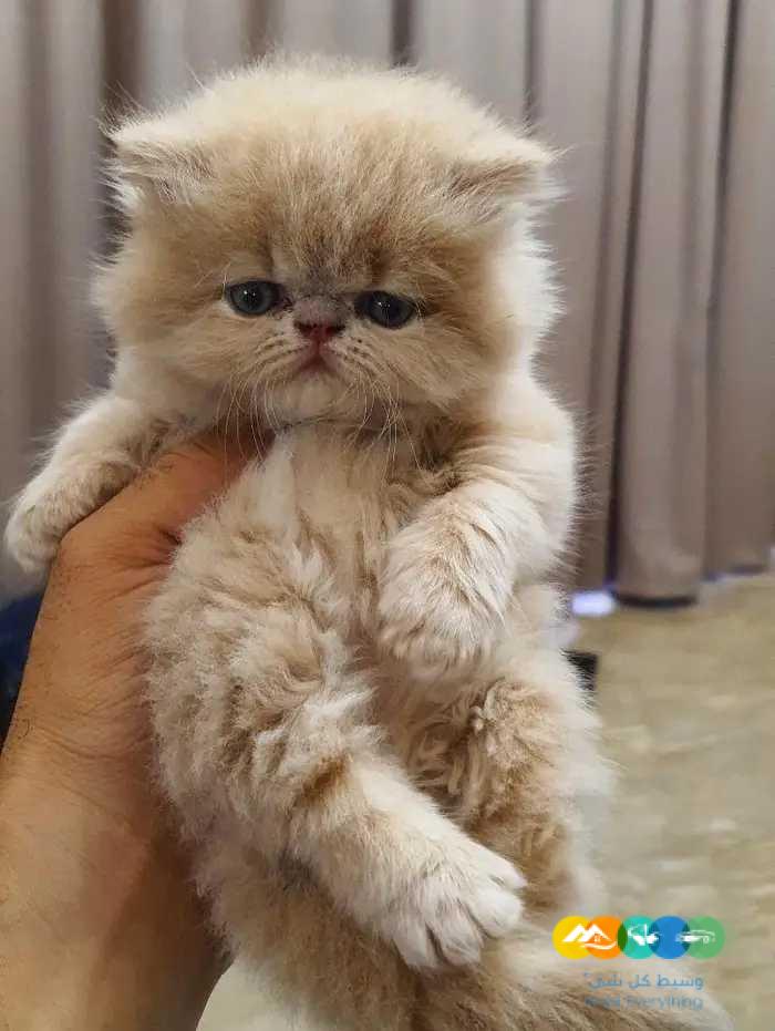 للبيع قطط بيرشن بيكي فيس بيوور بسعر مغري