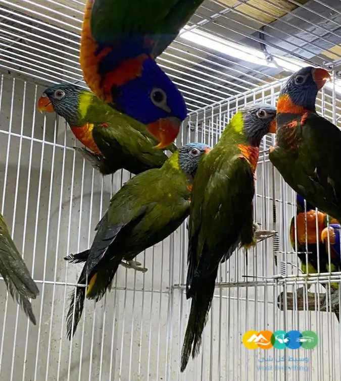 عرض تصفية – ازوج لوري