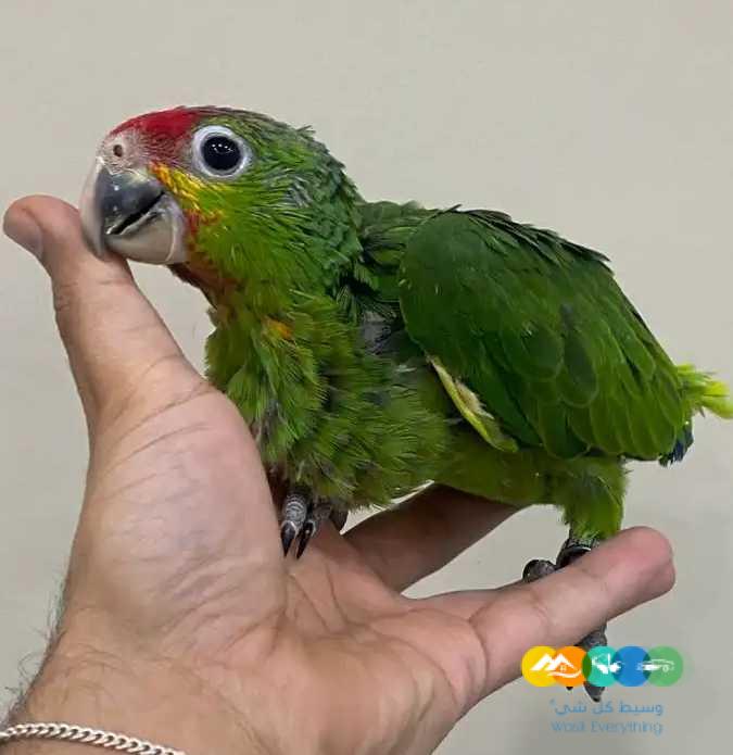 فرخ امازون رد لورد _ تم البيع