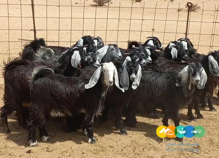 جفرات عوارض مقاني صنف الصنف طيبه العددد 20 القناي