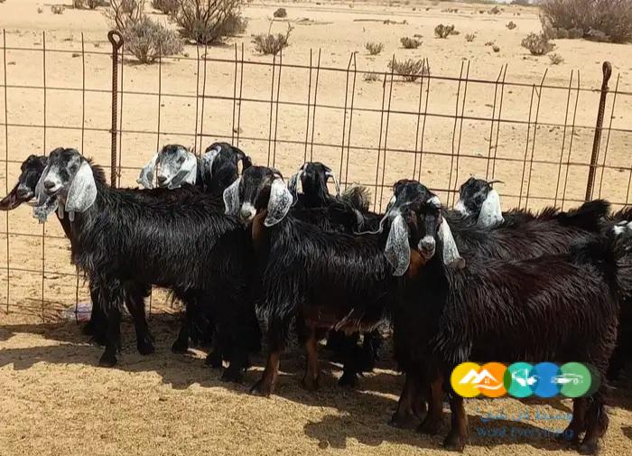 جفرات عوارض مقاني صنف الصنف طيبه العددد 20 القناي