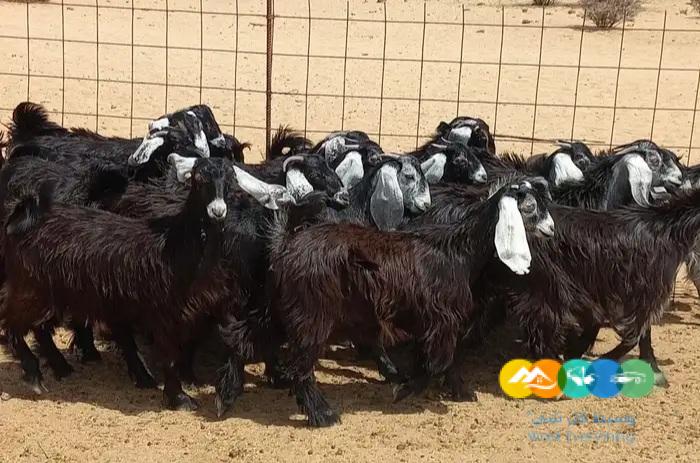 جفرات عوارض مقاني صنف الصنف طيبه العددد 20 القناي