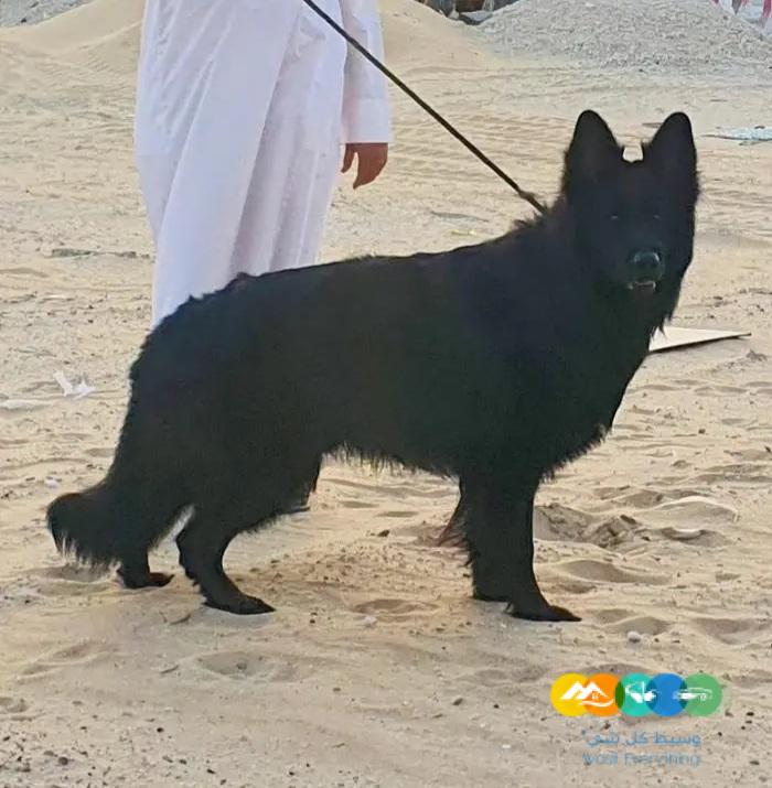 للبيع ذكر جيرمن شيبرد رويال بلاك لونق هير تووب