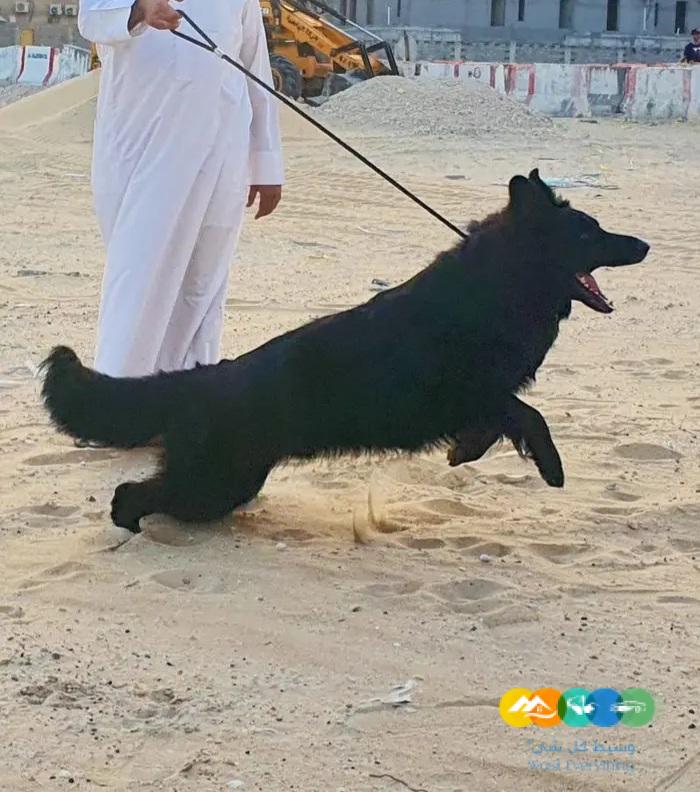 للبيع ذكر جيرمن شيبرد رويال بلاك لونق هير تووب