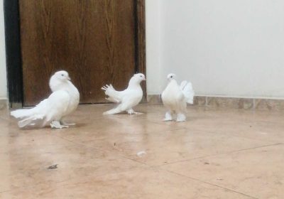 0ac9bc43-e3db-49f1-b7d4-bd8ba699c728