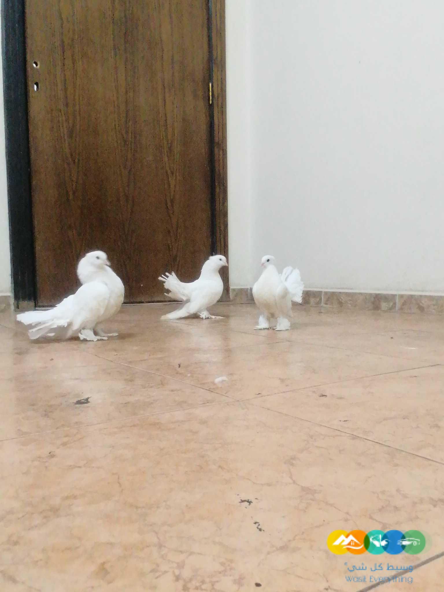 للبيع حمام شماسي منتج شرط