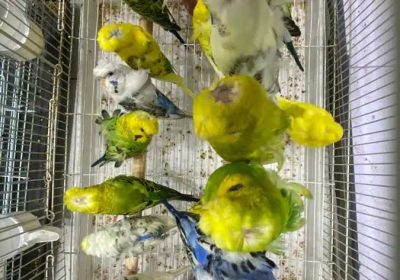 0c1da2b6-298b-4faf-bd86-901067482c14