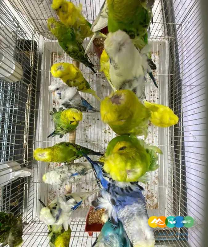 طيور حب هوقو جملة – طيور زيبرا جملة