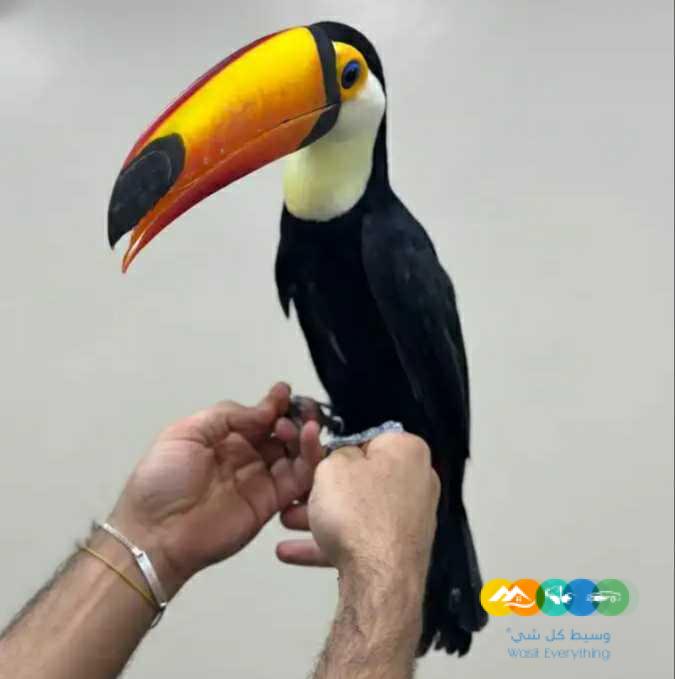 لعشاق تميز طوقان توكو / تم البيع