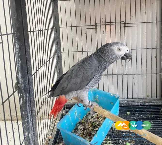 كاسكو عدد 4 ( تصفية ) ب9000 ريال