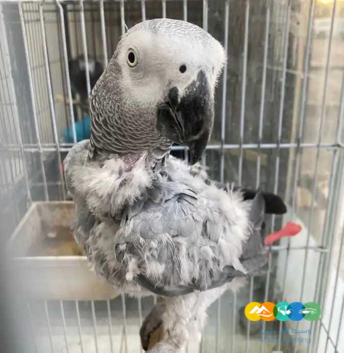 كاسكو عدد 4 ( تصفية ) ب9000 ريال