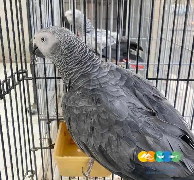 كاسكو عدد 4 ( تصفية ) ب9000 ريال