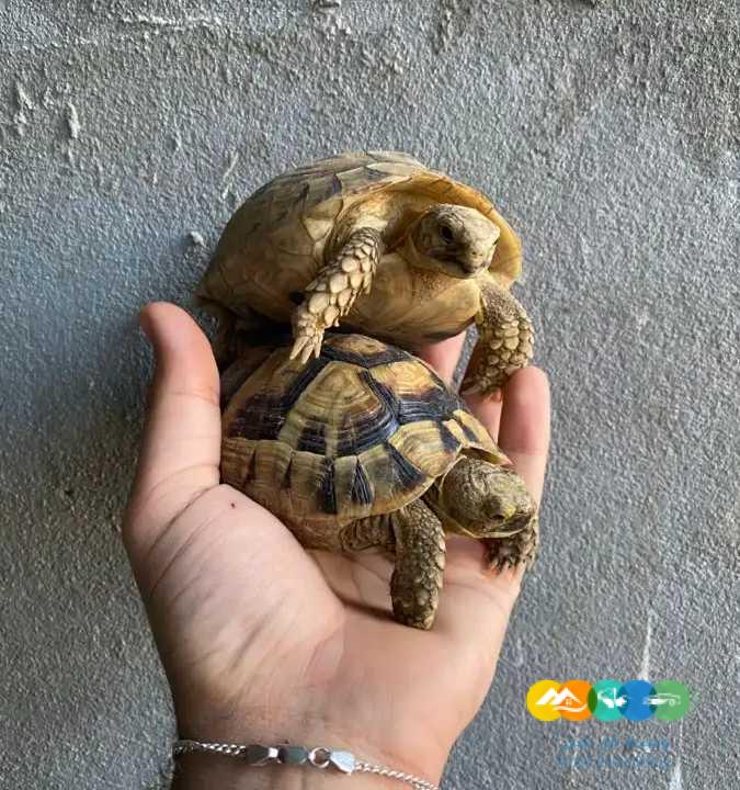 سلاحف برية جملة