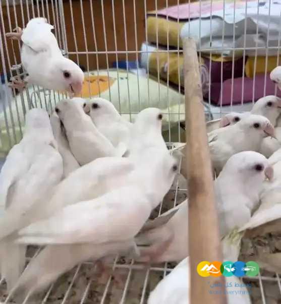 روز البينو