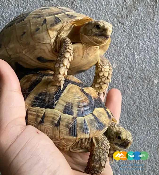 سلاحف برية جملة