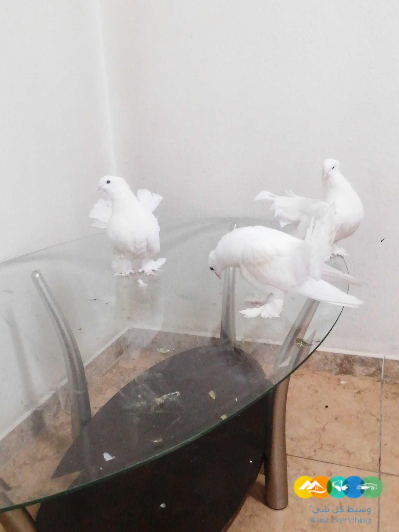 للبيع حمام شماسي منتج شرط