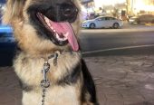 ٣ كلاب جرو جيرمان شيبرد