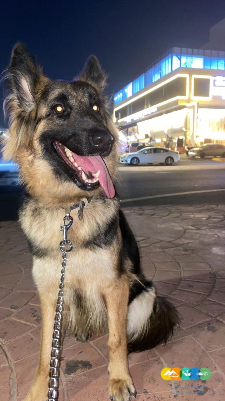 ٣ كلاب جرو جيرمان شيبرد