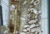 طيور حب هوقو جملة – طيور زيبرا جملة