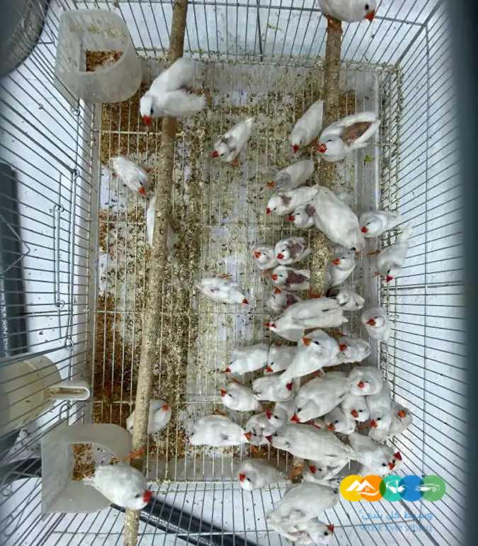 طيور حب هوقو جملة – طيور زيبرا جملة