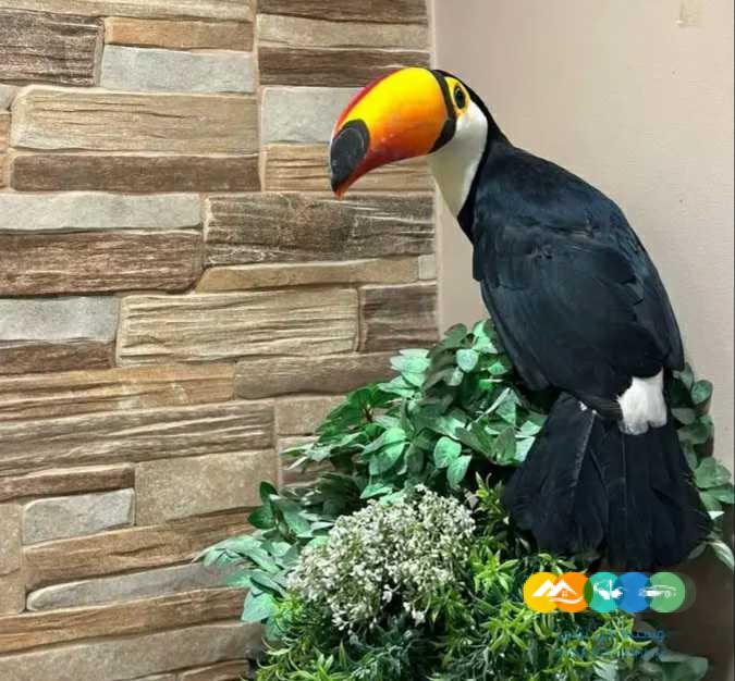 لعشاق تميز طوقان توكو / تم البيع