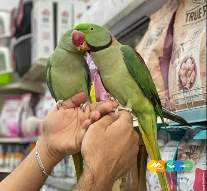 جوز درة نيبالي – اليف