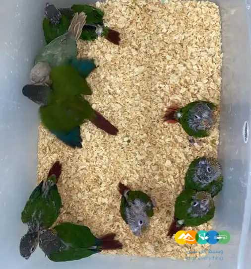 فروخ كنيور – لوري