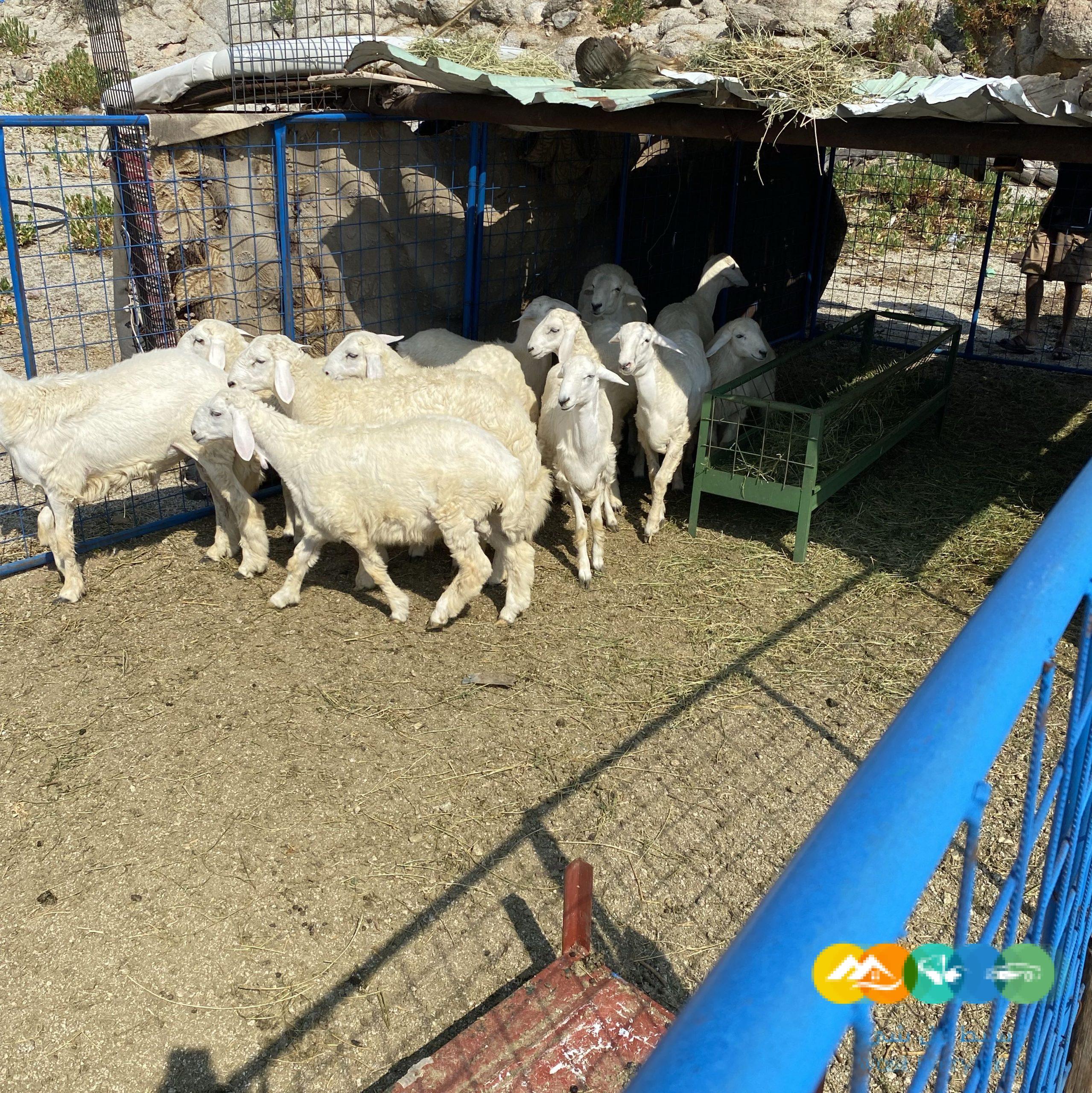 ذبايح حري فاخره