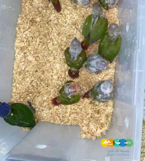 فروخ كنيور – لوري