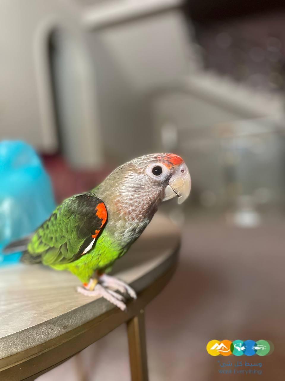 ببغاء كيب cape parrot