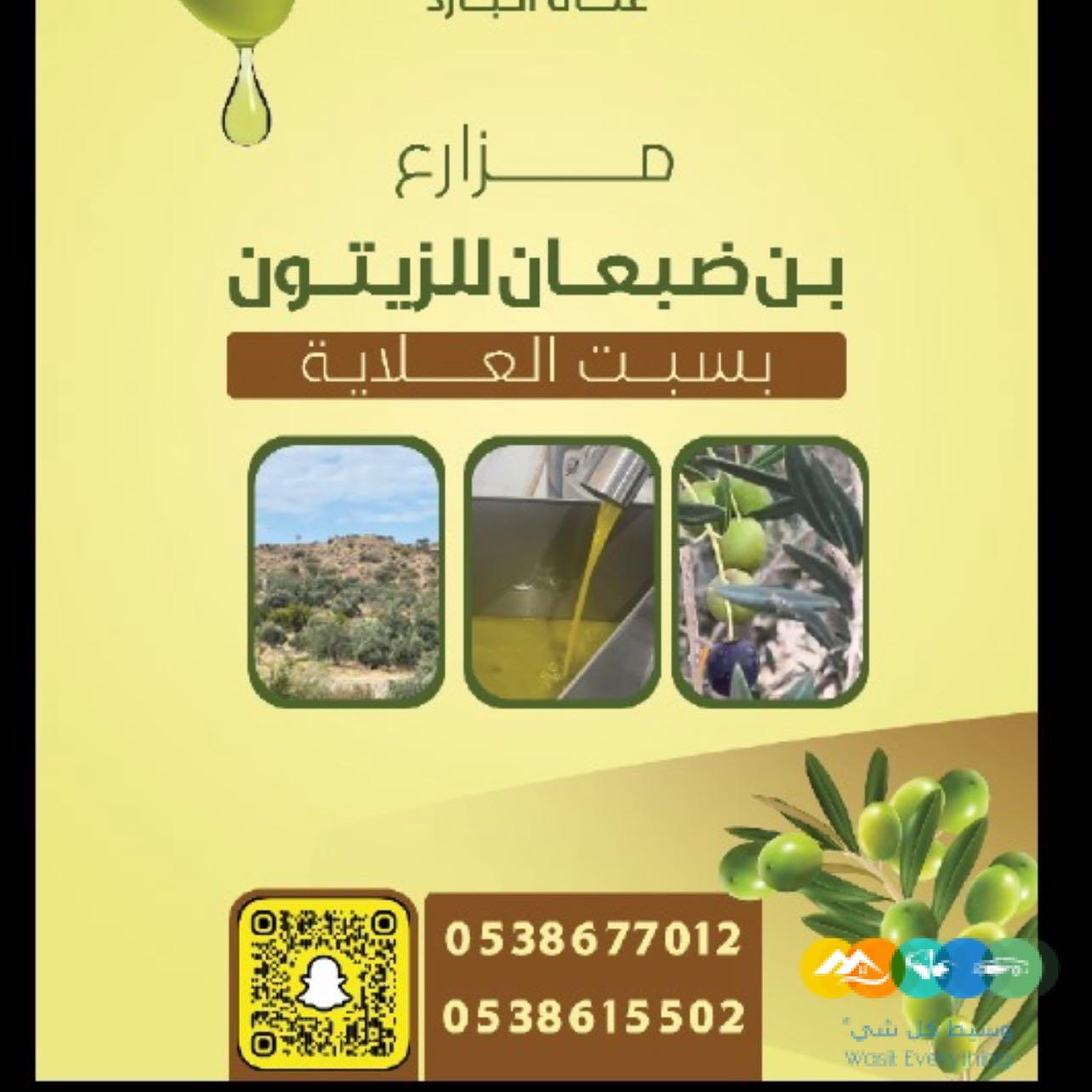 زيت زيتون بكر طازج الباحة – سبت العلاية