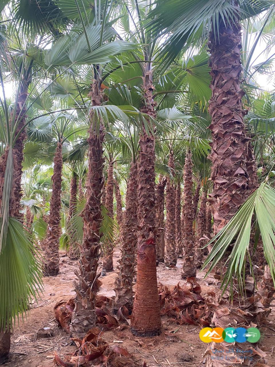 للبيع نخيل الزينه الواشنطونياء الامريكي