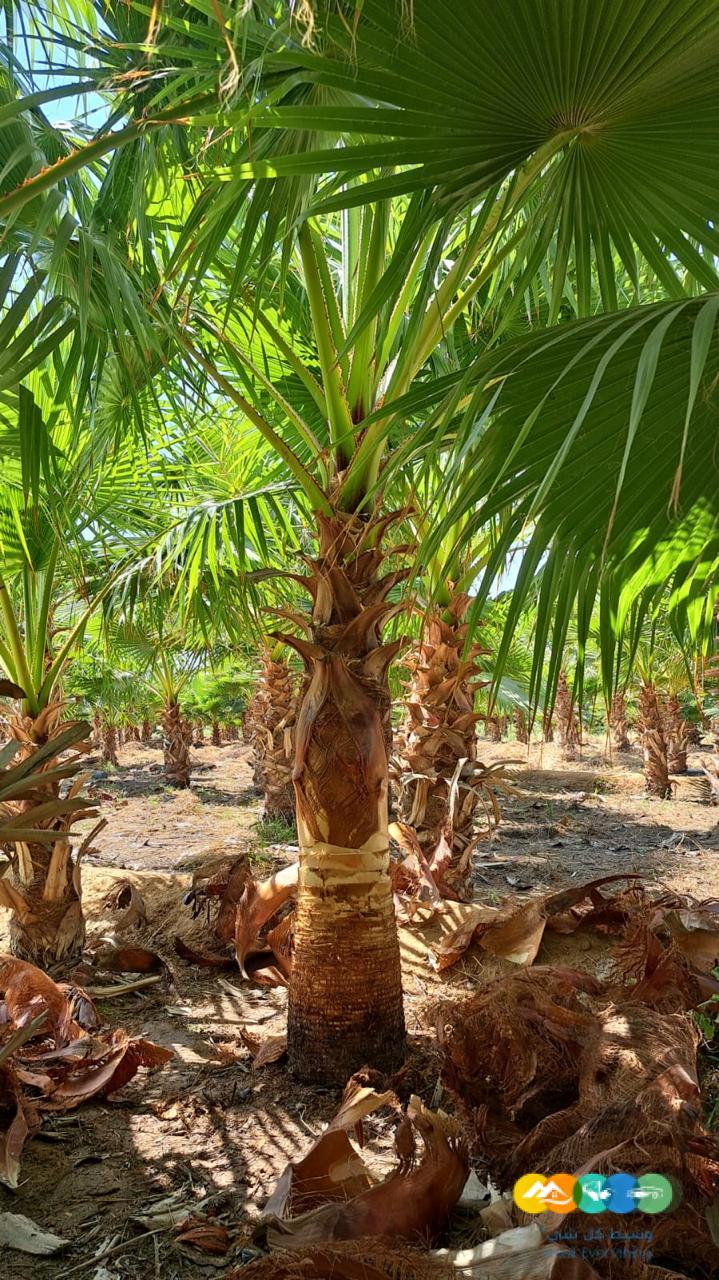 للبيع نخيل الزينه الواشنطونياء الامريكي