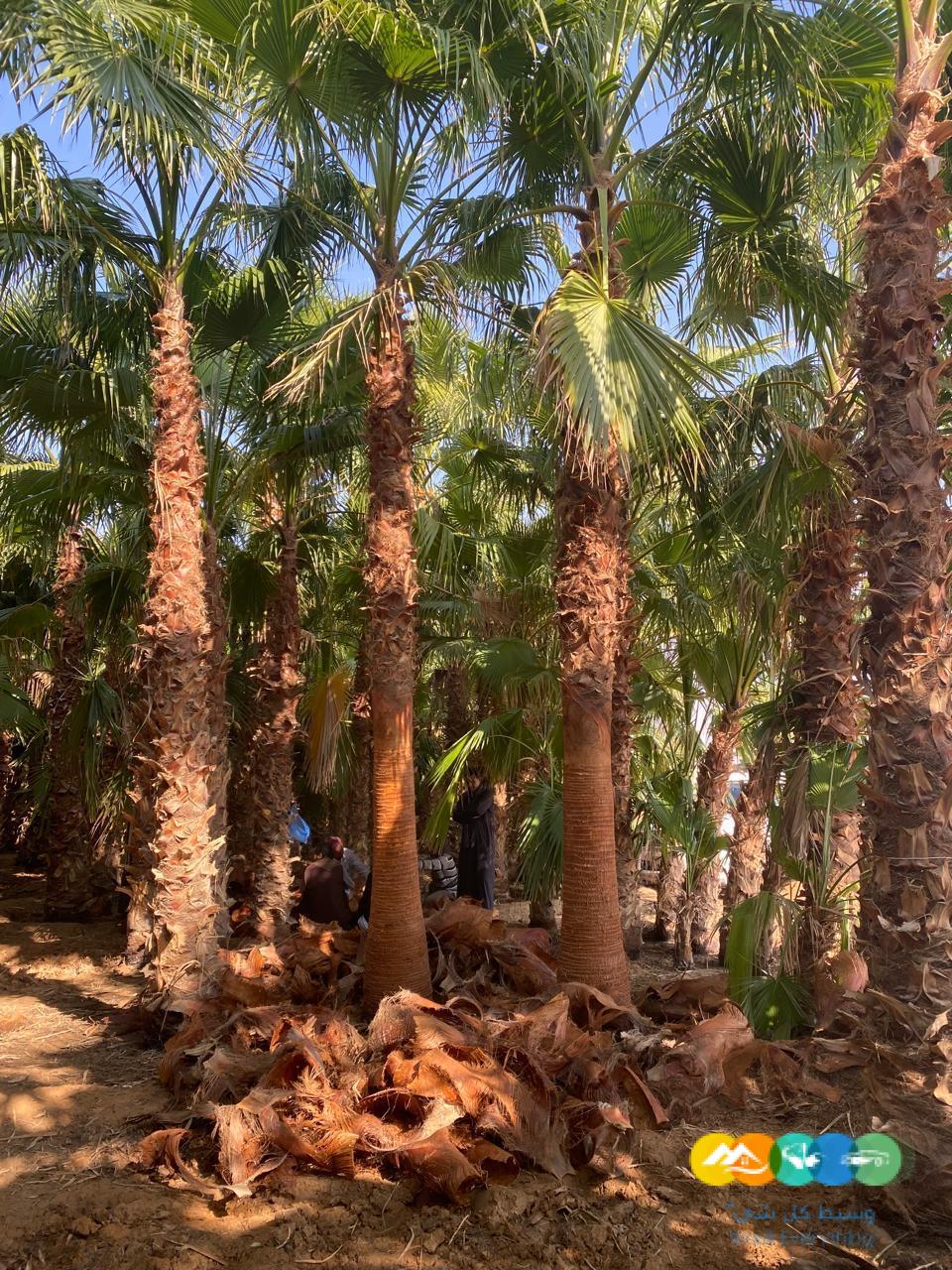 للبيع نخيل الزينه الواشنطونياء الامريكي