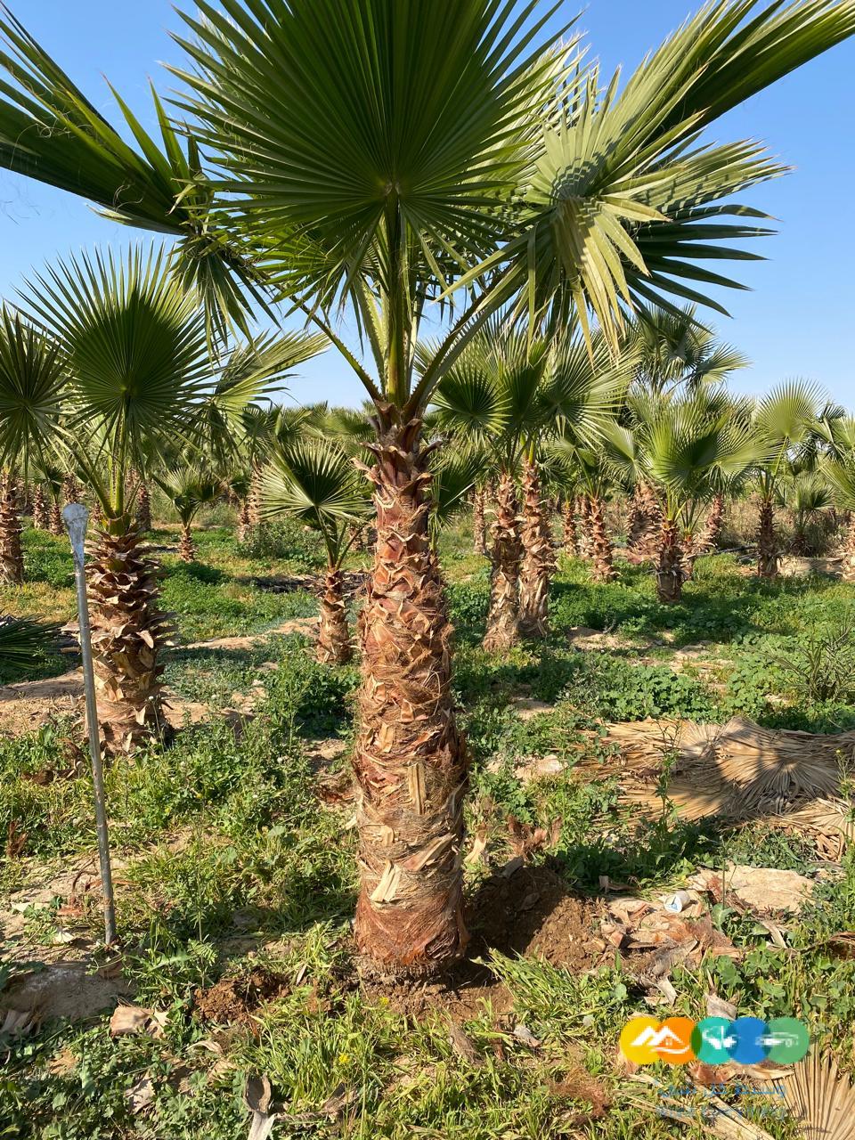 للبيع نخيل الزينه الواشنطونياء الامريكي