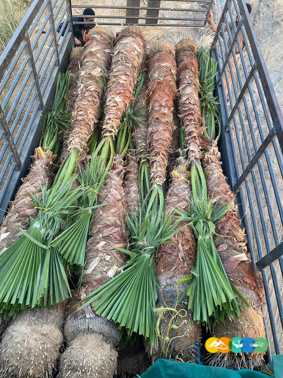 للبيع نخيل الزينه الواشنطونياء الامريكي