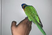 الرياض