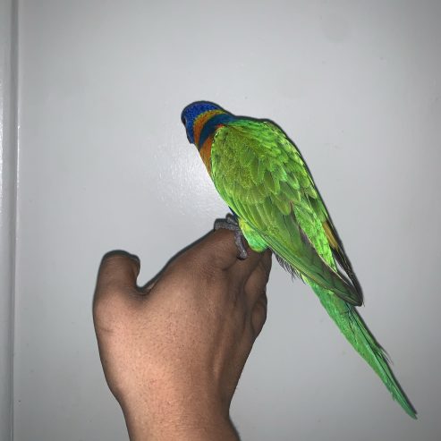 الرياض