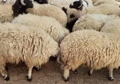 IMG-20250603-WA0048-1