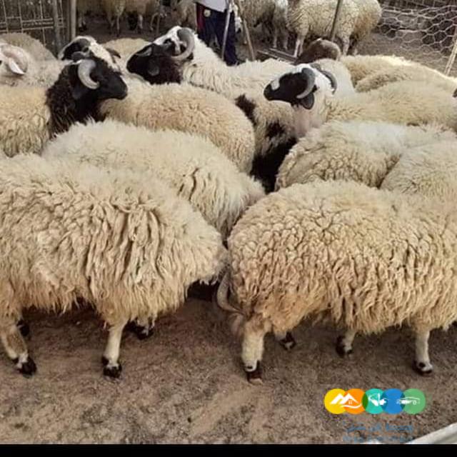 قصاب ذبح ماهر بالرياض 0534375367