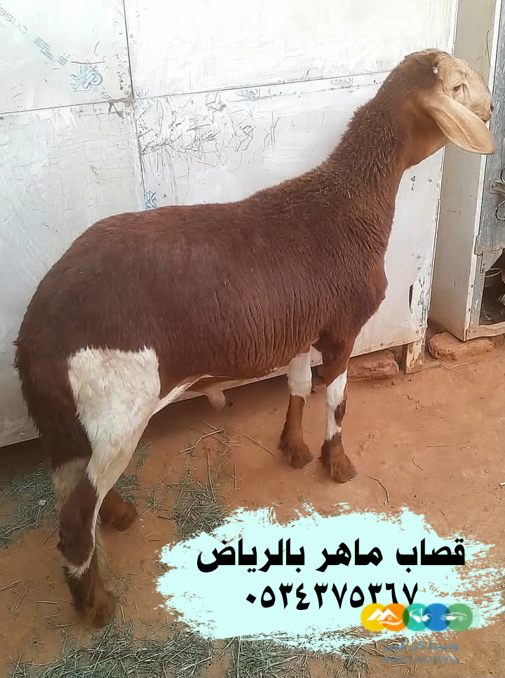 قصاب ذباح بالرياض 0534375367