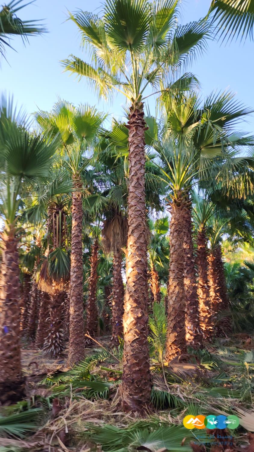 مقاول شبوك وزراعه نخيل