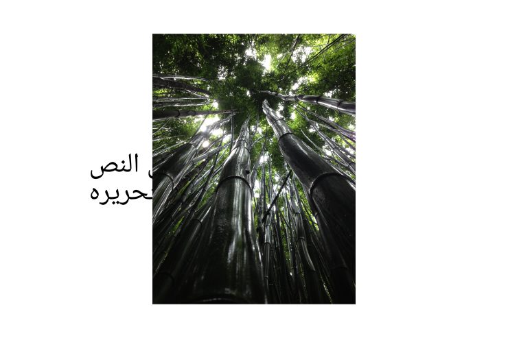 مقاول شبوك وزراعه نخيل