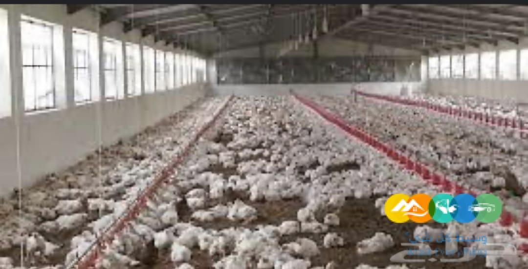 حظائر دواجن تركيب وتوريد عنابر الدواجن