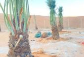 مقاول.شبوك 0500141664 سياج شبوك