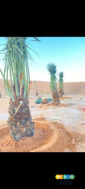 مقاول.شبوك 0500141664 سياج شبوك