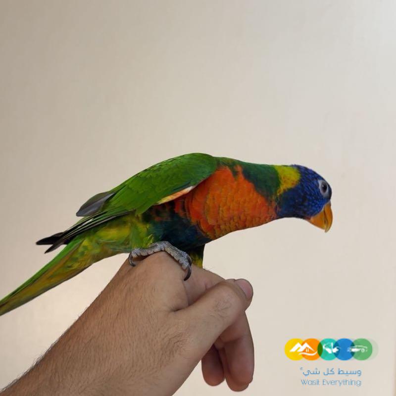 ببغاء لوري رينبو
