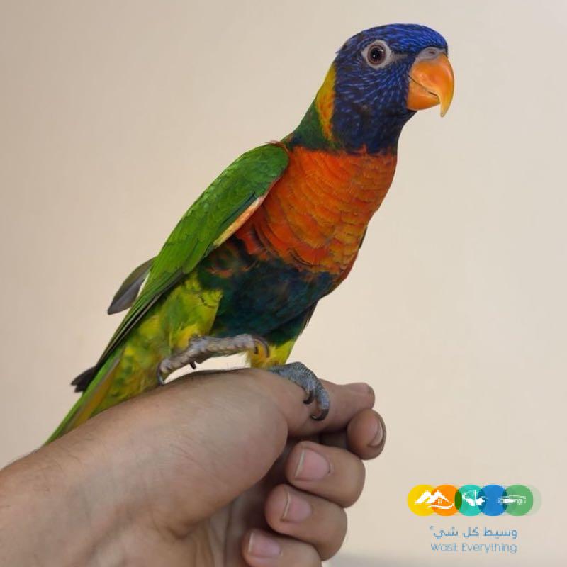 ببغاء لوري رينبو